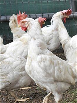 Chicken - Eleven - Medium - Adult - Female - Bird