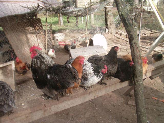 Chicken hatching eggs. Many breeds bantam and standard.
