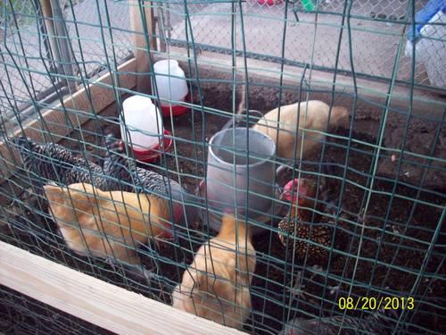 Chickens & Chicken Coop--MAKE OFFER