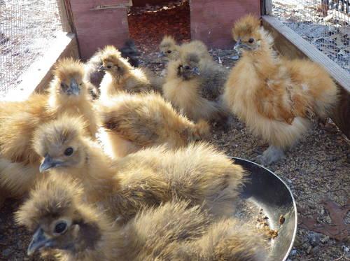 Chickens, chicks, hatching eggs ect.