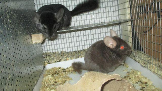 Chinchillas in Breeding pairs 4 Sale at new Price