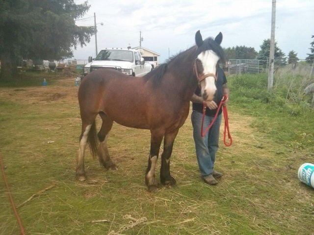 Clyde x Welsh cross 6 year old mare