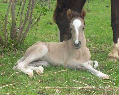 Colonial Spanish Colt - born May 19th