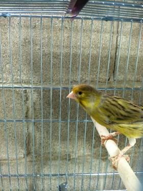 colorbred canary group blue and yellows