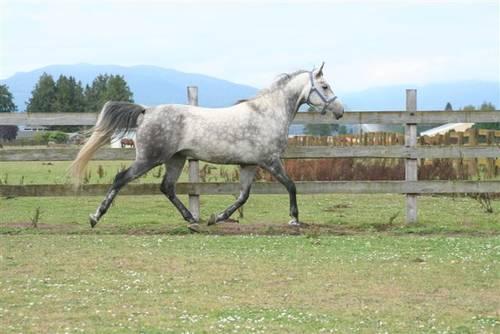 Curly Cowboy - National Show Horse Gelding - (AT AUCTION Dec 8th)!