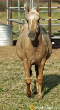 DARK Palomino Filly AQHA - Quarter Horse