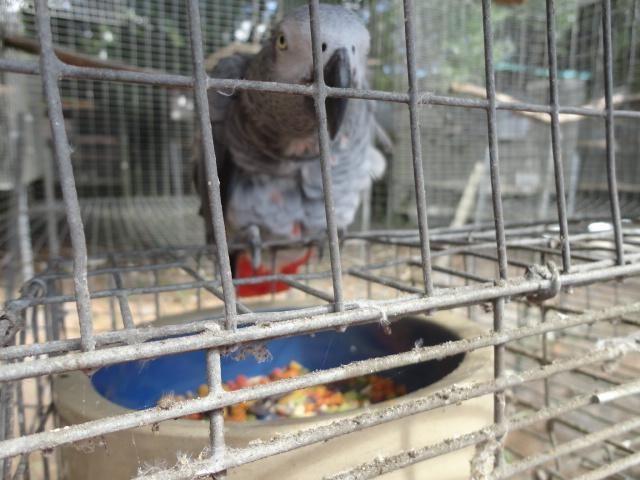 DNA SEXED FEMALE CONGO GREY WITH RED FEATHERS $850