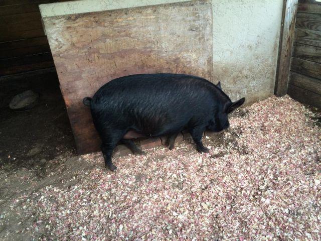 DOMESTIC PIG FOR SALE