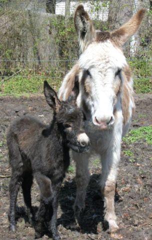 Donkey Jack Foal - Price Reduced!