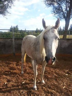 Double registered Paint/Arab mare