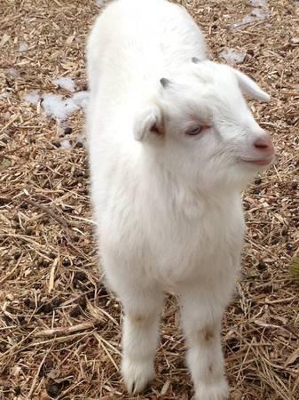 easter goat