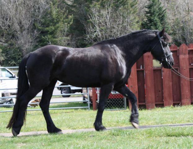 Easy going Friesian mare available on payments