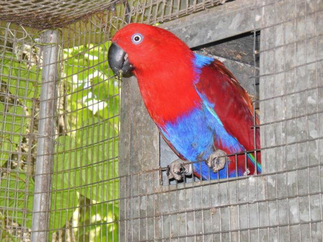 eclectus for sale