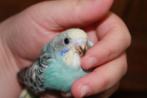 English Parakeets-Hand Fed