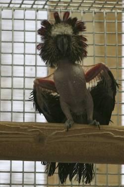 Extremely Bonded Pair of Hawkheaded Parrots For Sale