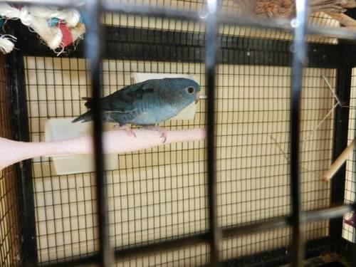 Fallow Parrotlet Pair - price reduced