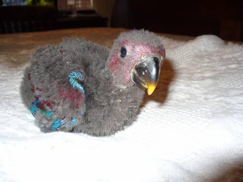 FEMALE BABY ECLECTUS!!!!!!!!!!!!!!!!!!