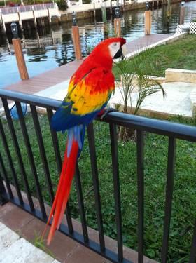 female blue and gold macaw for sale or trade