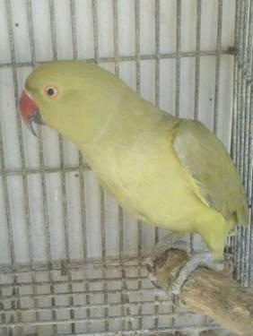 Female dominate edge grey green indian ringneck sale or trade?
