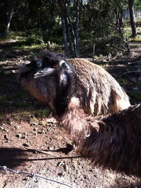 Female Emu