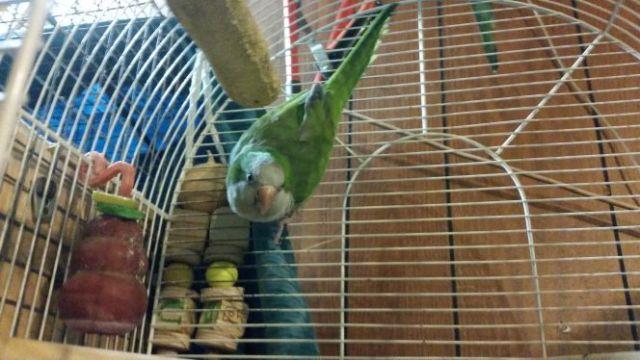 Female green quaker parrot