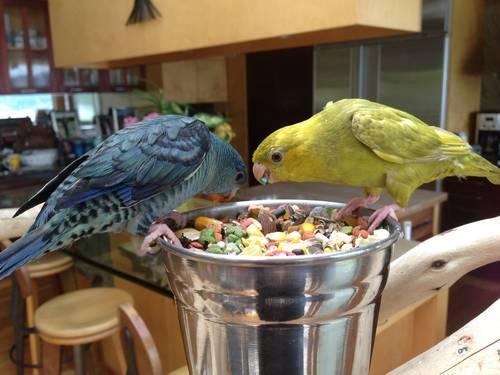 FEMALE YELLOW RED RUMP GRASS PARAKEETS FOR SALE