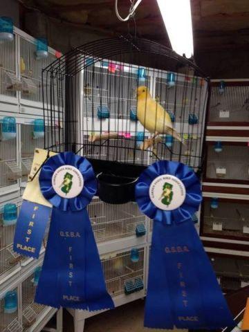 Fife Canary Canaries 2013 males and females many colors available