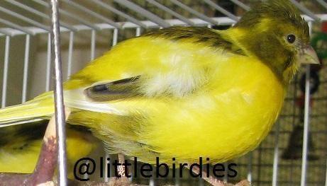 FIFE Canary Males