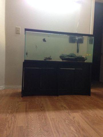 Fish tank with fish 55 gallon