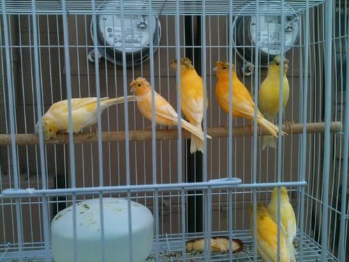 German Crested canaries