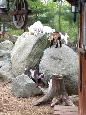 Goat babies. (wethers)