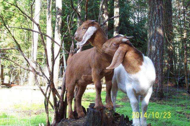 Goats Boer Buckling and Doeling