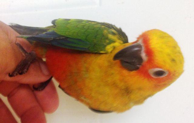 Gold Capped conure baby for sale, handfed weaned baby bird