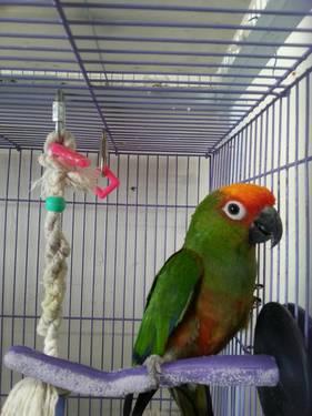 Gold Capped Conure