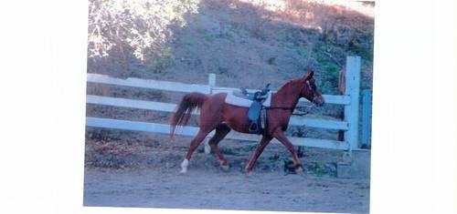 Gorgeous and Sweet Purebred Arabian Mare due to foal May 2013