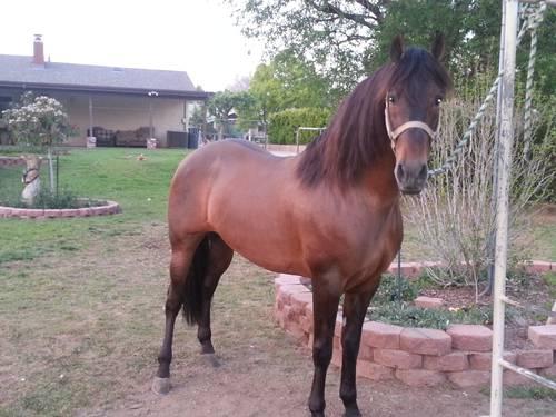 Gorgeous annce PRE blood bay andalusian stallion stud service