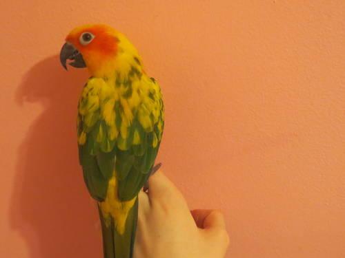 GORGEOUS FEMALE BABY SUN CONURE FOR TRADE FOR A MACBOOK PRO OR AIR.