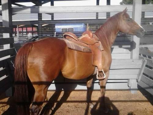 Gorgeous stout quarter horse mare