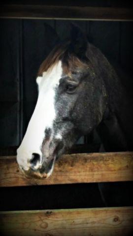 Gorgeous TWH mare REDUCED