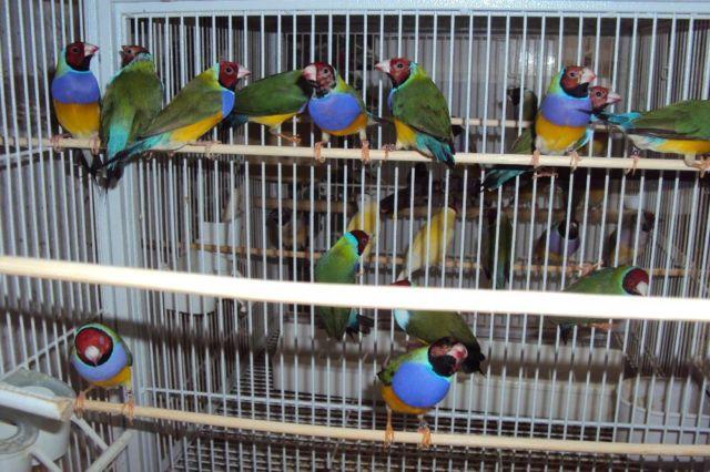 Gouldians Finches (Normal Red head Green back)