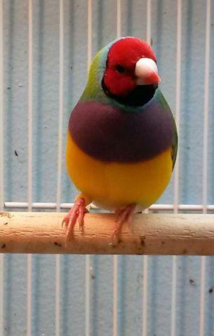 Gouldians finches
