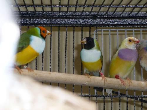 Gouldians-pairs and singles.