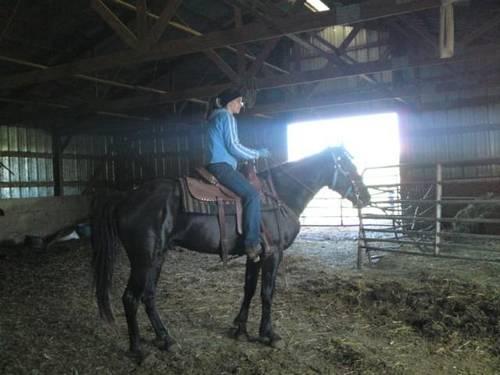 Grade gaited gelding - 6 years old, rides.