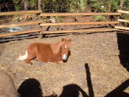 Great Christmas Gift- Mini Horse 7 Mo. Old's