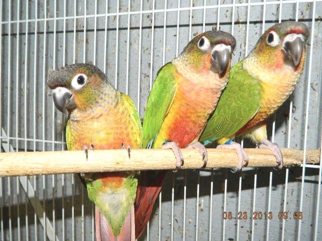 green cheek conures sale or trade