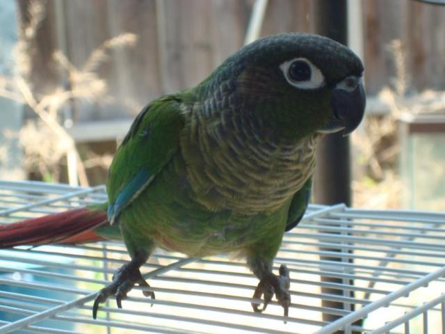 Green Cheeked conures