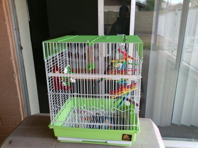 Green Parakeet w/ food and cage