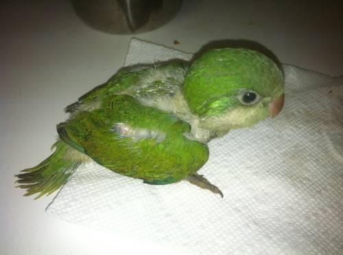 Green Quaker Parrots