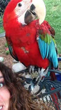Green Wing Macaw with Cage