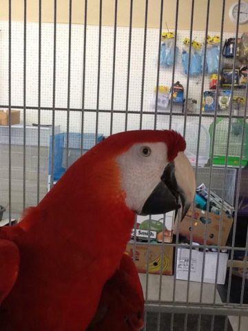 Greenwing Macaw Baby for Sale - Tame and Starting to Talk